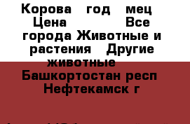 Корова 1 год 4 мец › Цена ­ 27 000 - Все города Животные и растения » Другие животные   . Башкортостан респ.,Нефтекамск г.